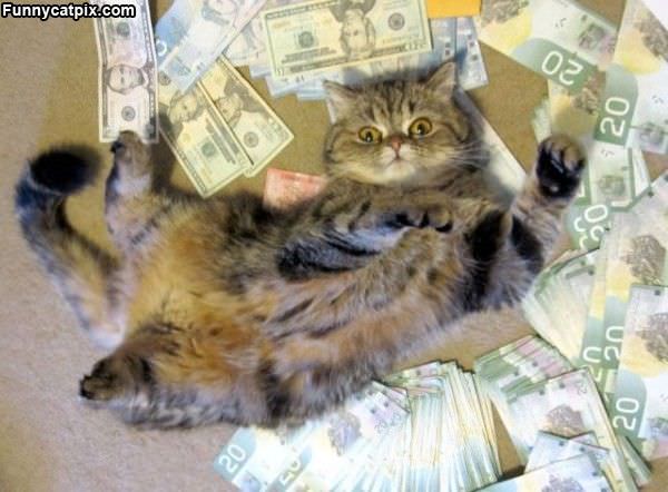 Im A Rich Cat