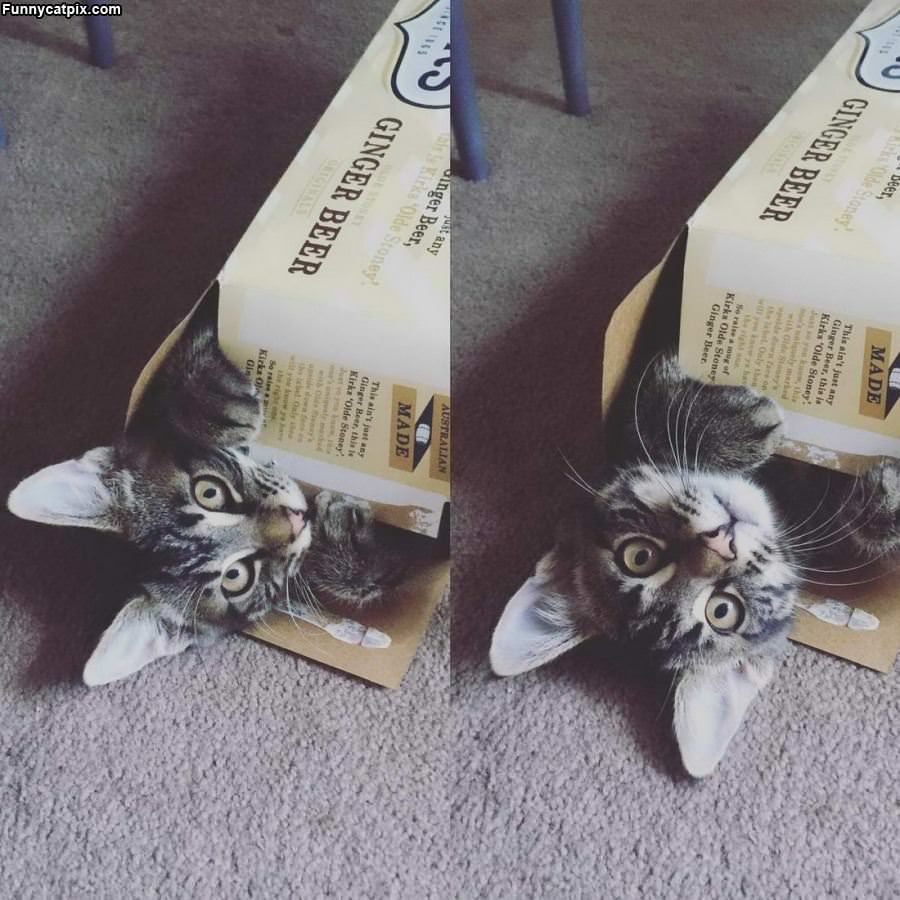 In The Box