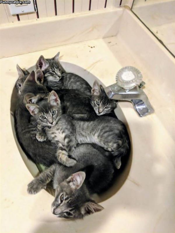 In The Sink
