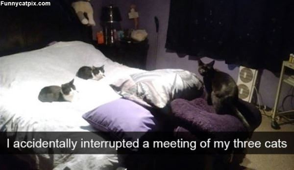 Interrupted A Meeting Of Cats