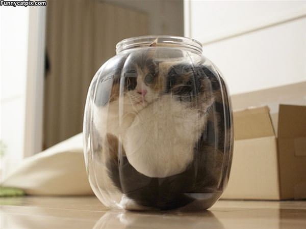 Jar Of Cat