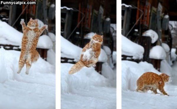 Jumping Cat