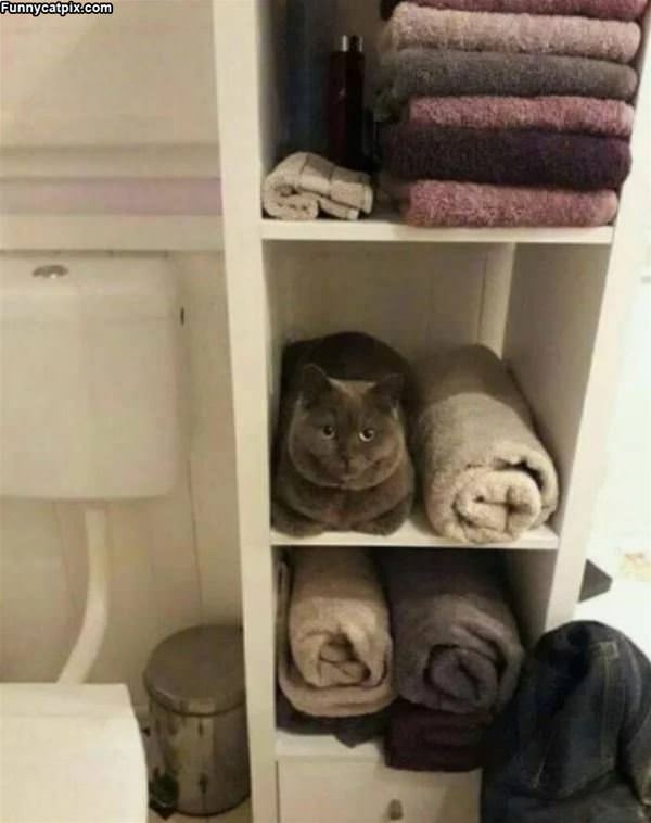 Just A Towel
