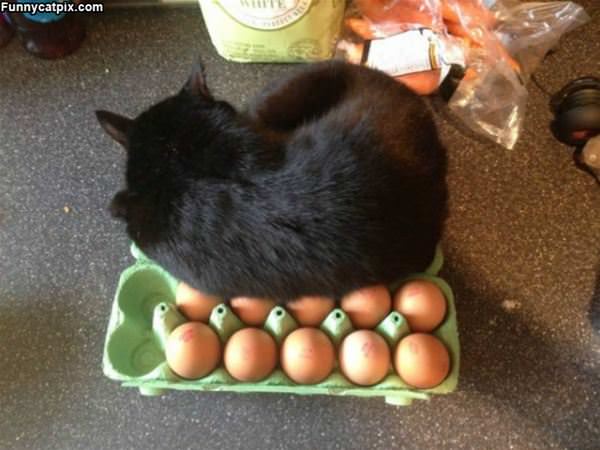 Keeping My Eggs Warm