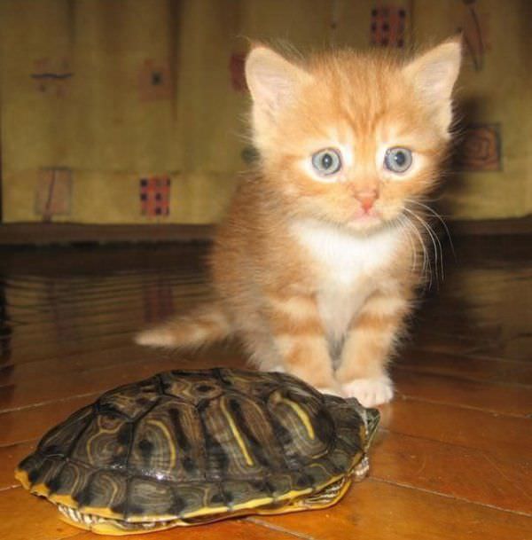 Kitten And Turtle