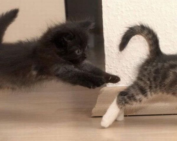 Kitten Attack