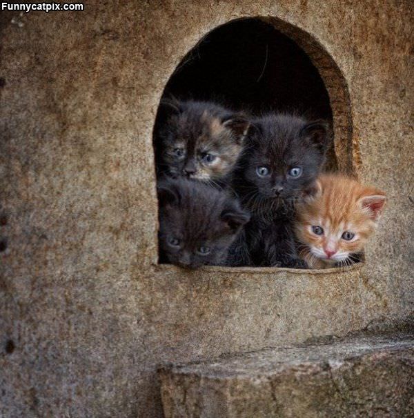 Kitten Cave