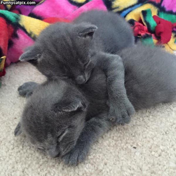 Kitten Cuddlers