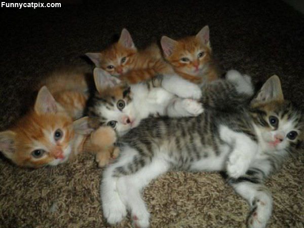 Kitten Party
