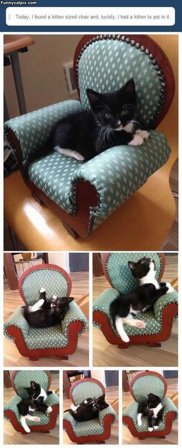 Kitten Sized Chair