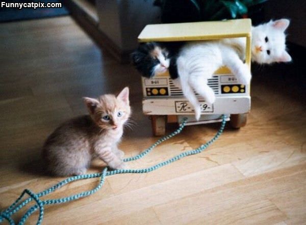 Kitten Truck