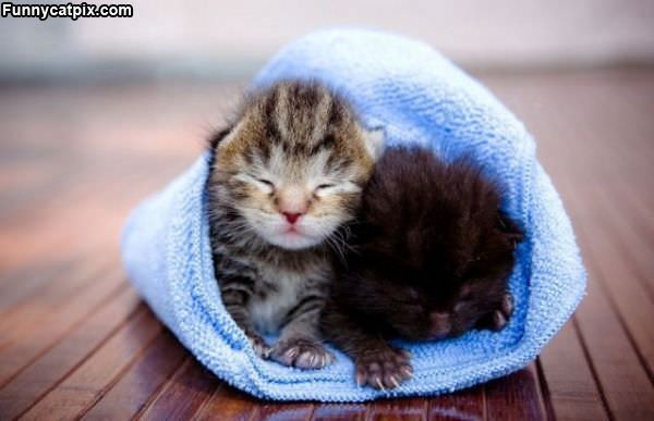 Kitties Keeping Warm