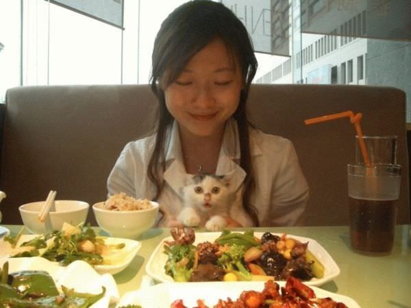 Kitty Dinner