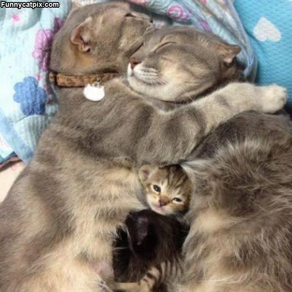 Kitty Family