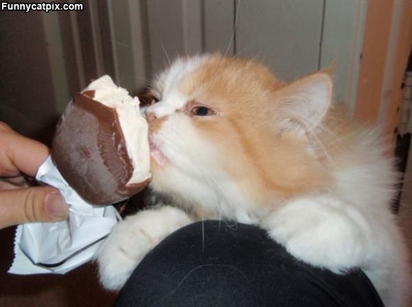 Kitty Icey Cream