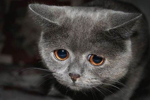 Kitty Is Sad
