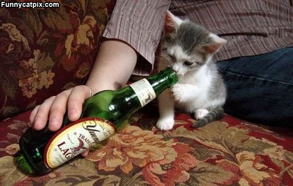 Kitty Wants Some Beer