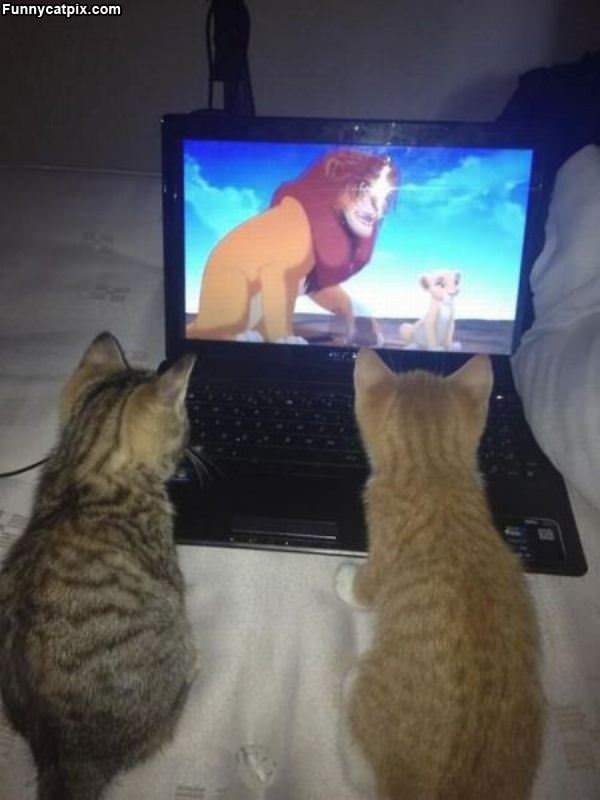 Kittys Watching Lion King