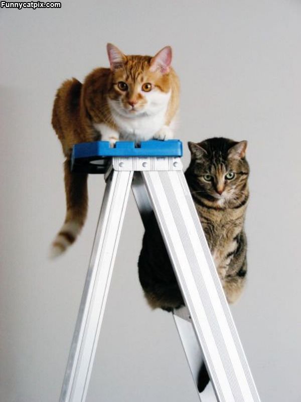 Ladder Cats