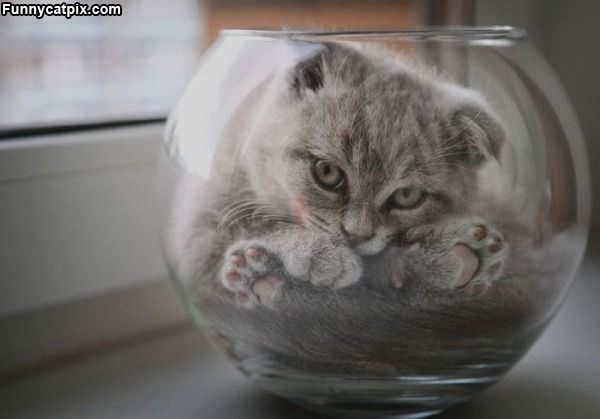 Large Bowl Of Cat Please
