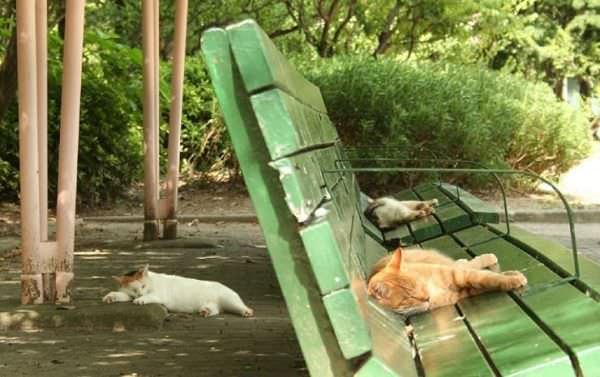 Lazy Cat Park