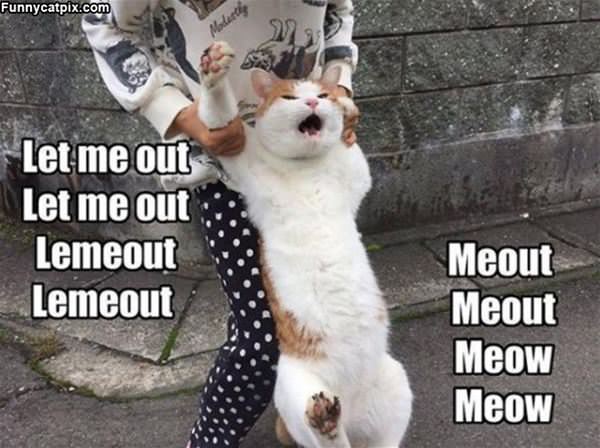 Let Me Ow Meowt