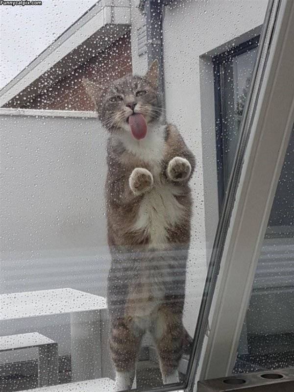 Licking This Window
