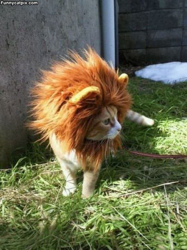 Lion Cat Roar