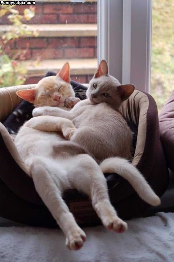 Lounging Cats
