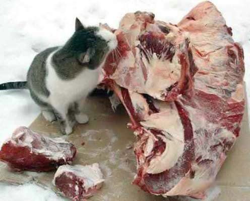 Meat Eating Cat
