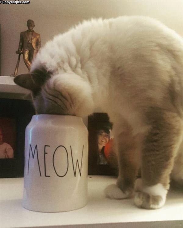 Meow Cup