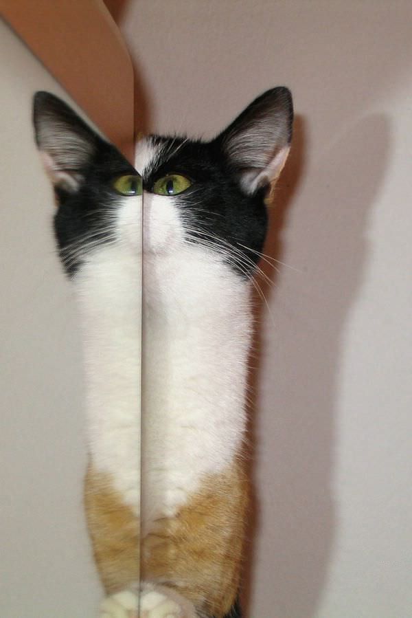 Mirror Cat