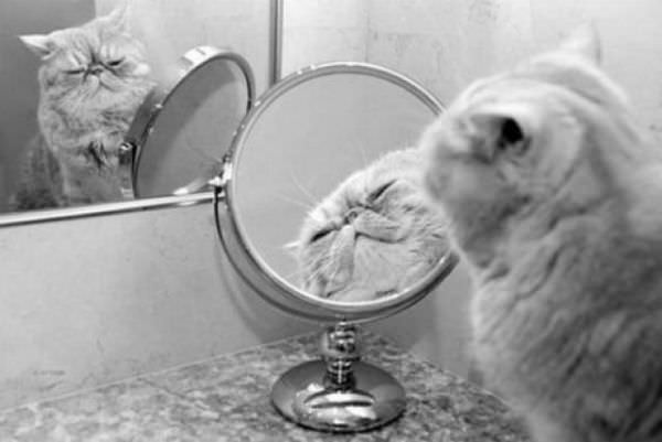 Mirror Cat