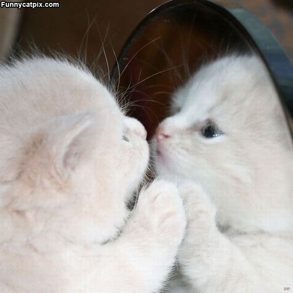 Mirror Mirror On The Wall