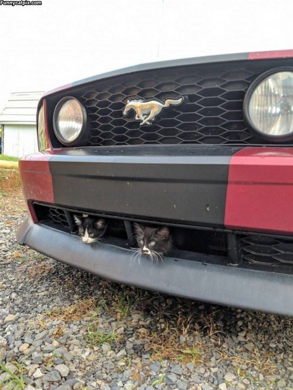 Mustang Cats