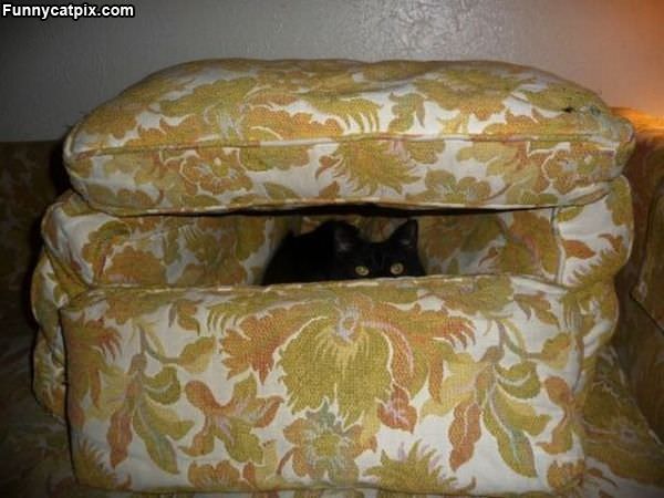 My Cat Fort