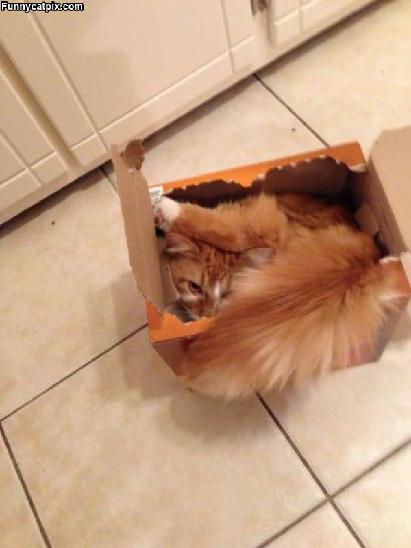 My Crazy Box Cat