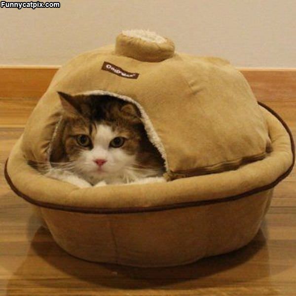 My Cute Cathouse