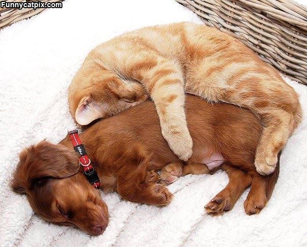 Napping Together