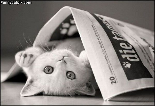 Newspaper Kitten