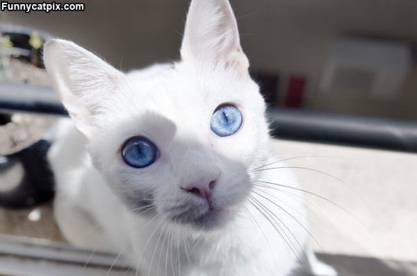 Nice Blue Eyes