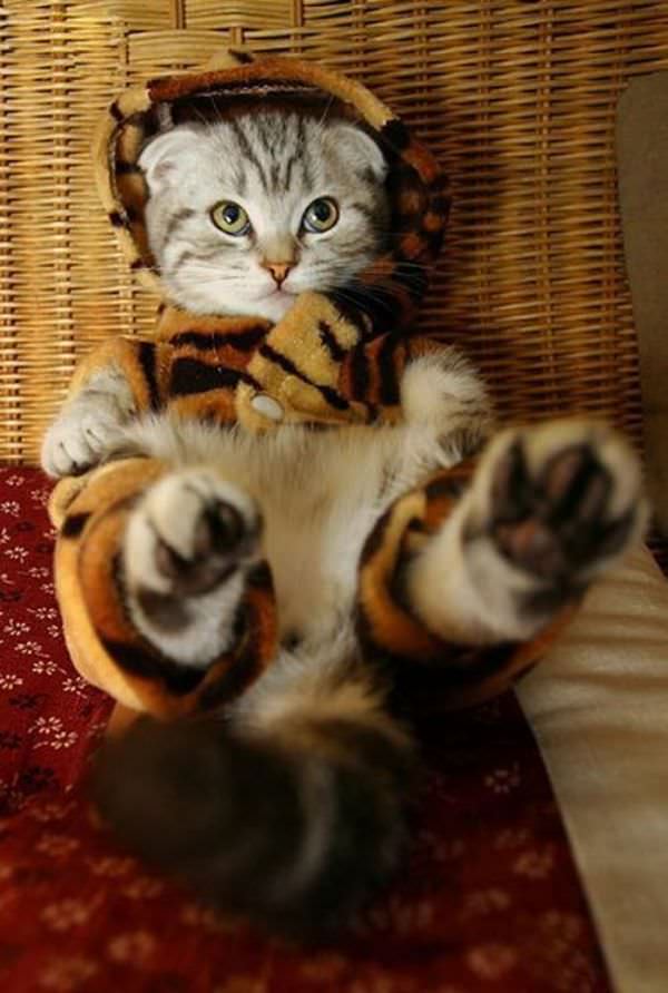 Nice Cat Costume