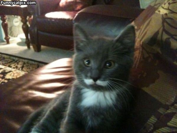 Nice Cat Mustache