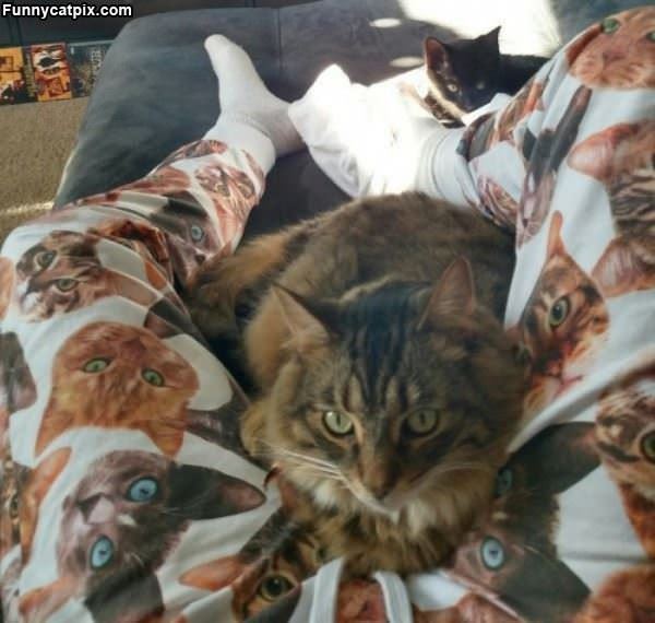 Nice Cat Pajamas