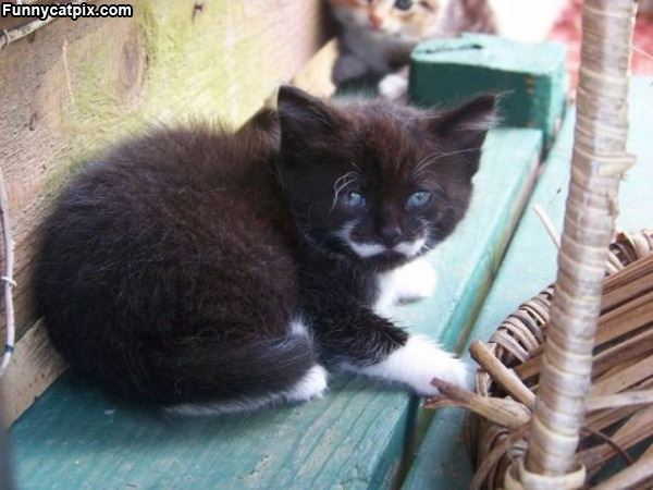 Nice Kitten Mustache