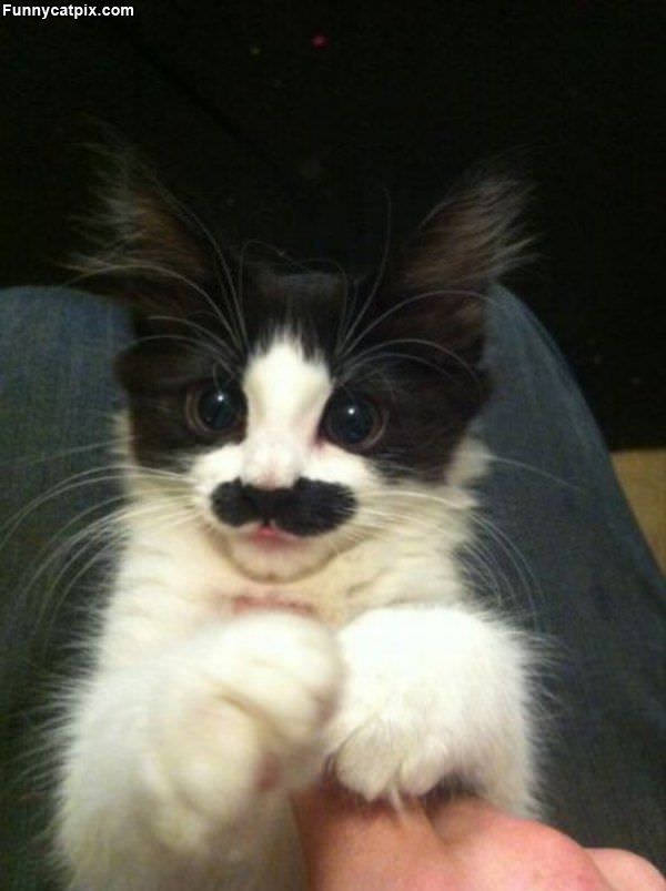 Nice Mustache Cat