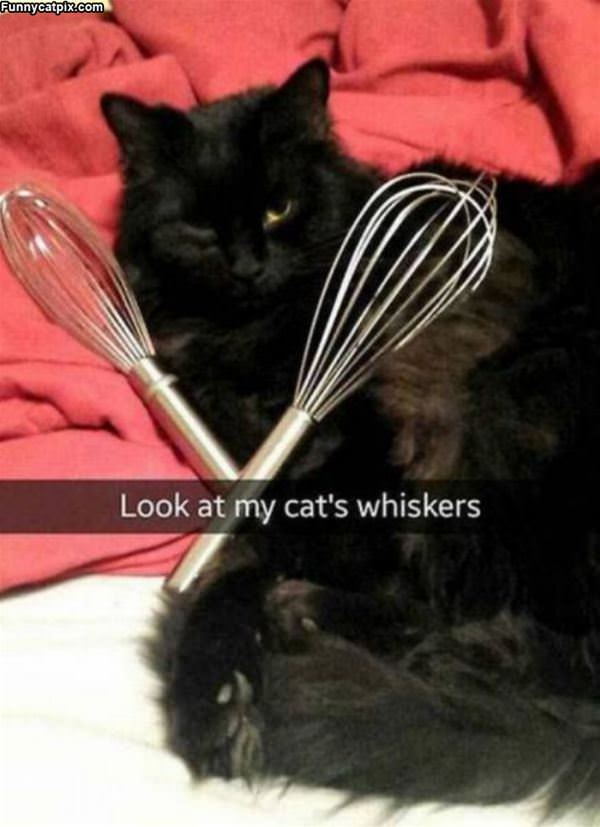 Nice Whiskers