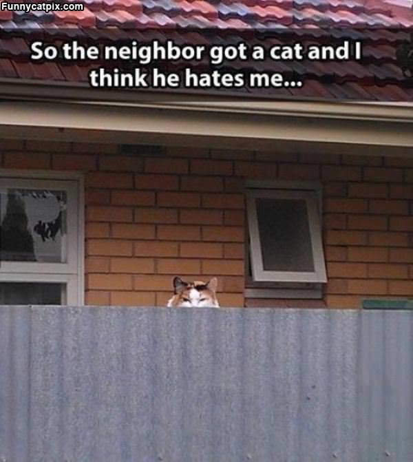 Nieghbors Cat
