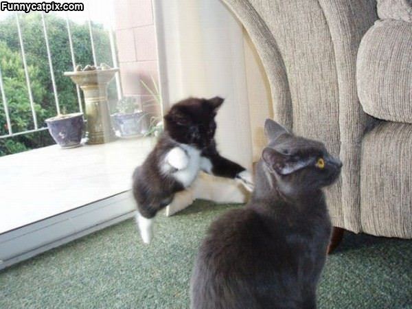 Ninja Attack Kitten