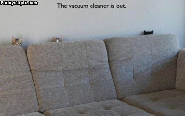 Not Fans Of The Vacuum